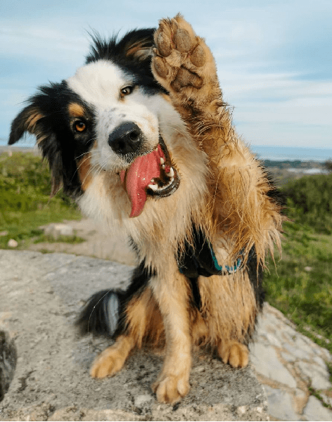 dog-image (1)-min
