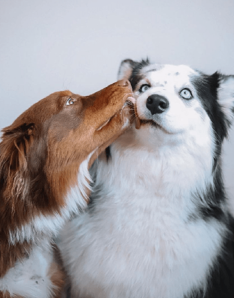 dog-image-lick-min